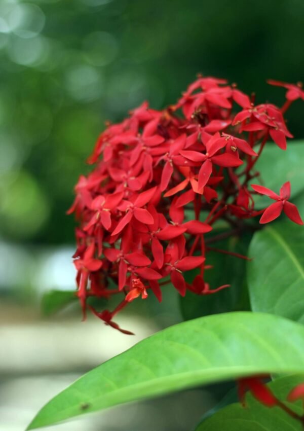Jardín de Aguarinwa